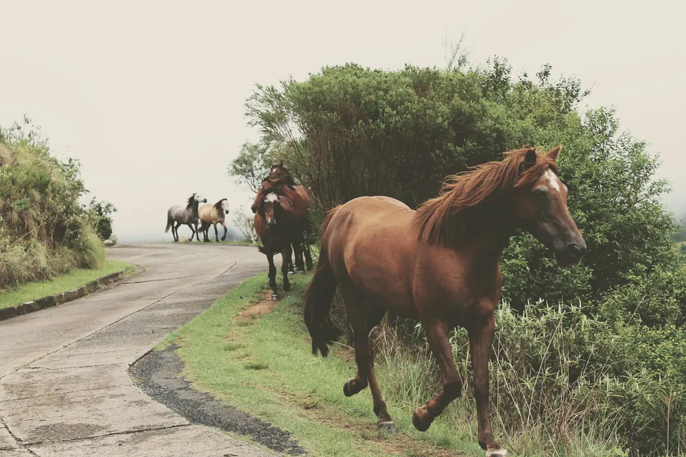 Caballos circulando sobre un camino