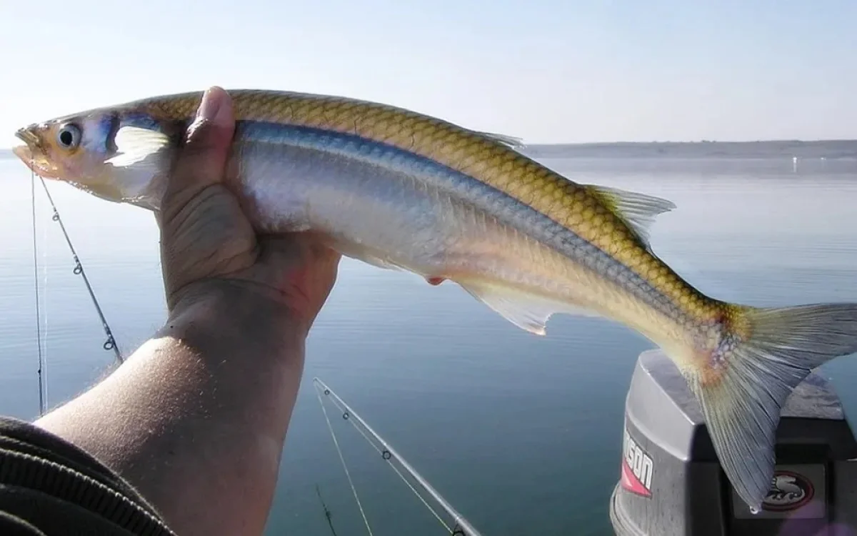 Un pescador sostiene un ejemplar de pejerrey junto a una laguna.