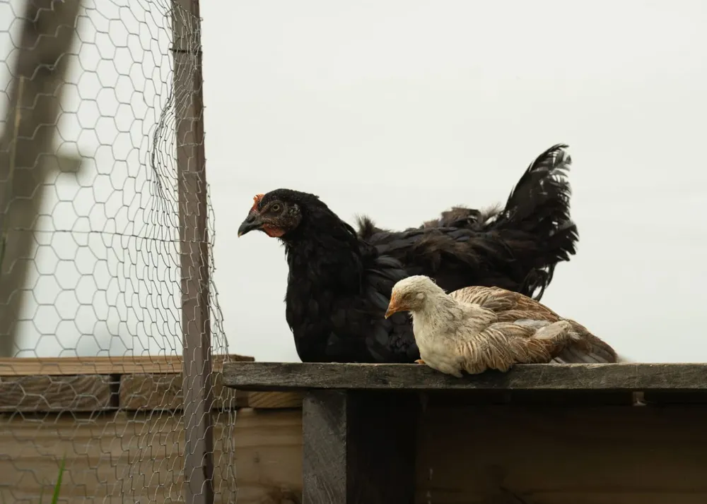 Aves de traspatio